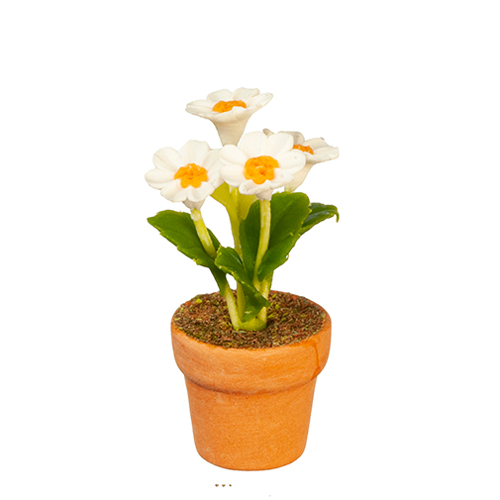 White Daisy In Pot